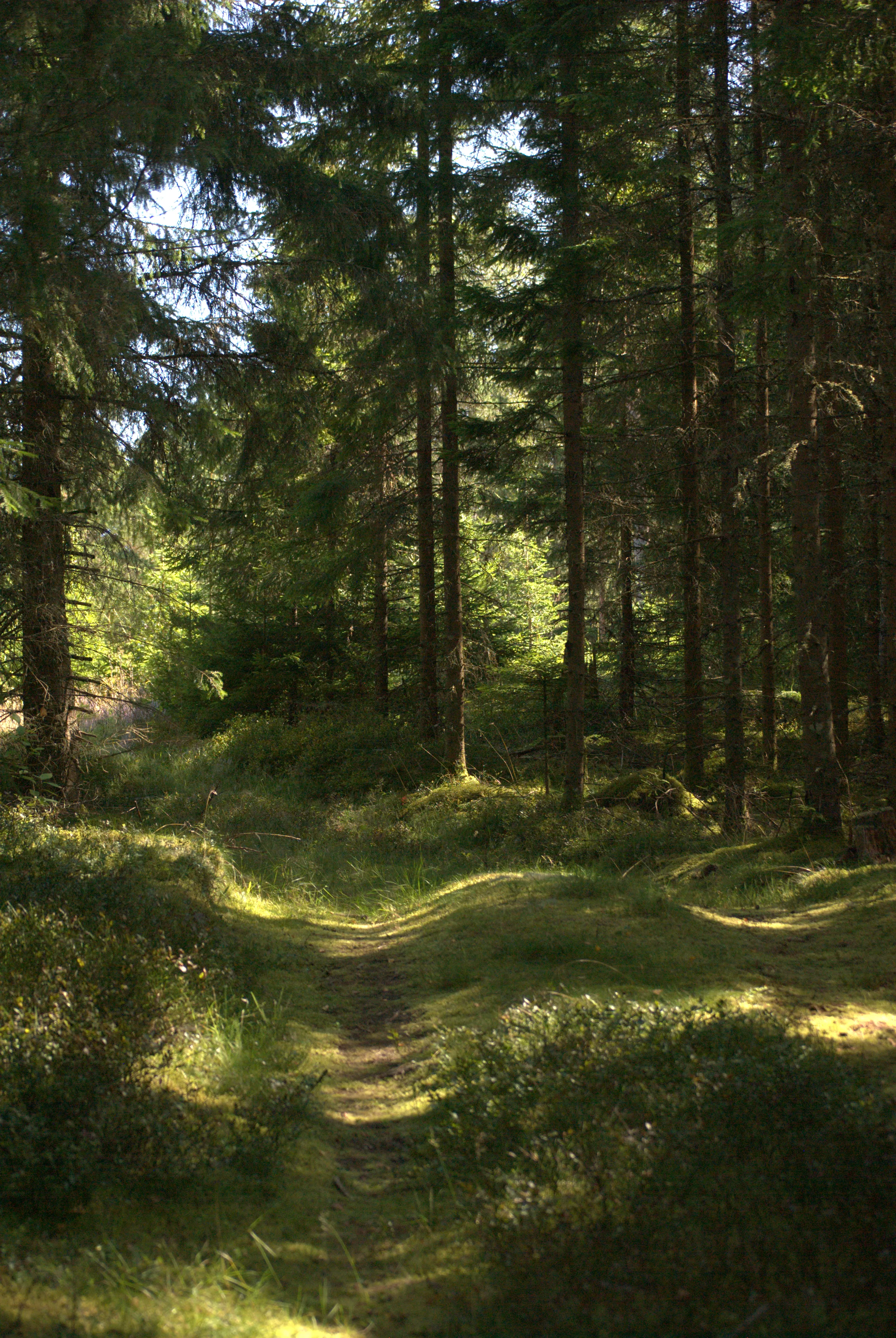 Image 1 sverige2024