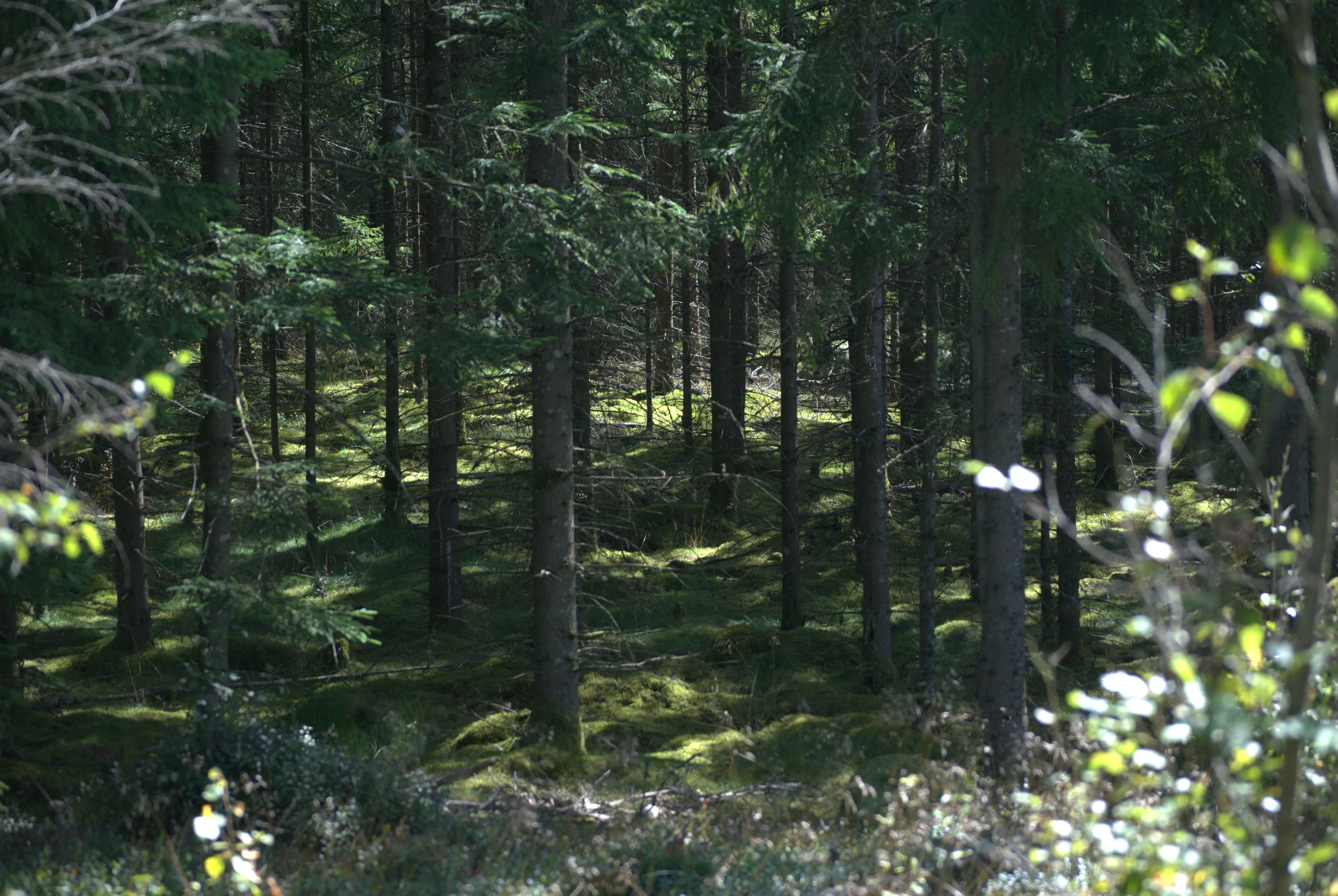 Image 2 sverige2024