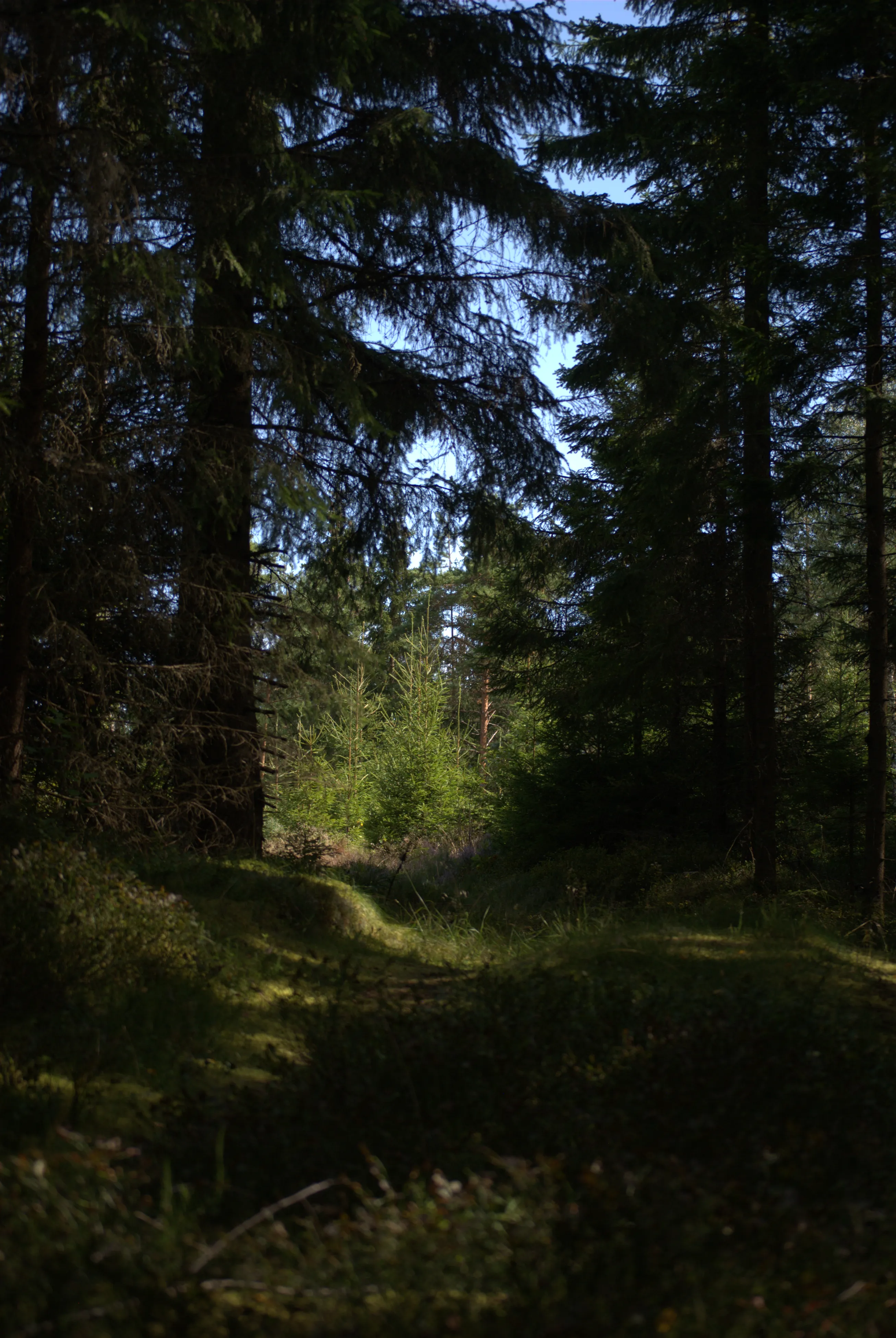 Image 4 sverige2024