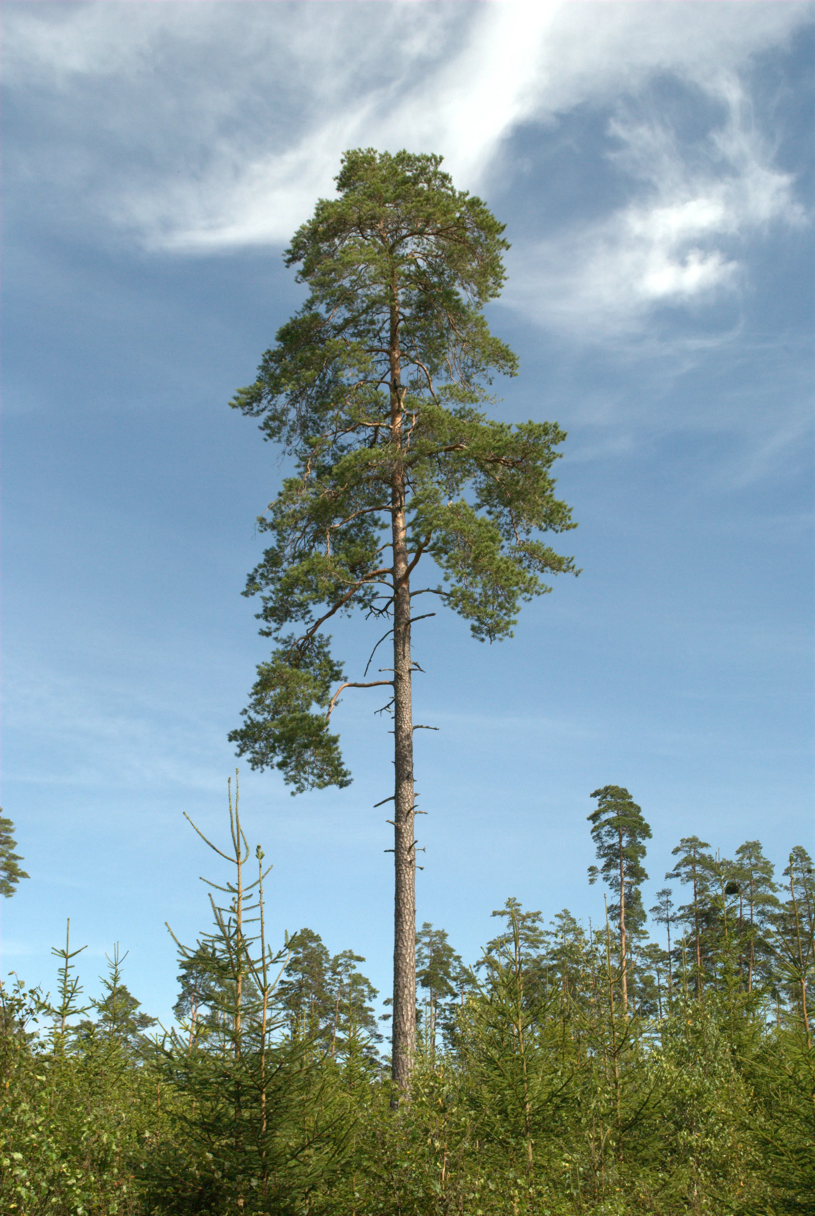 Image 5 sverige2024